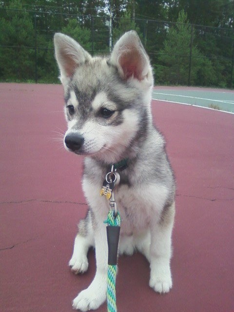 Photo:  Alaskan Klee Kai (Miniature Husky)